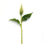 CELOSIA - SUNDAY GREEN