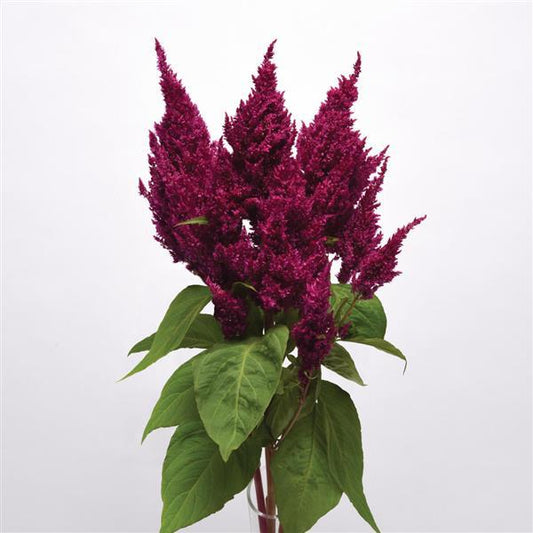 CELOSIA - SUNDAY PURPLE