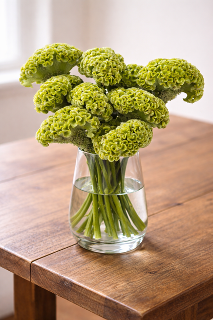 CELOSIA - ACT GREEN(VERDA)