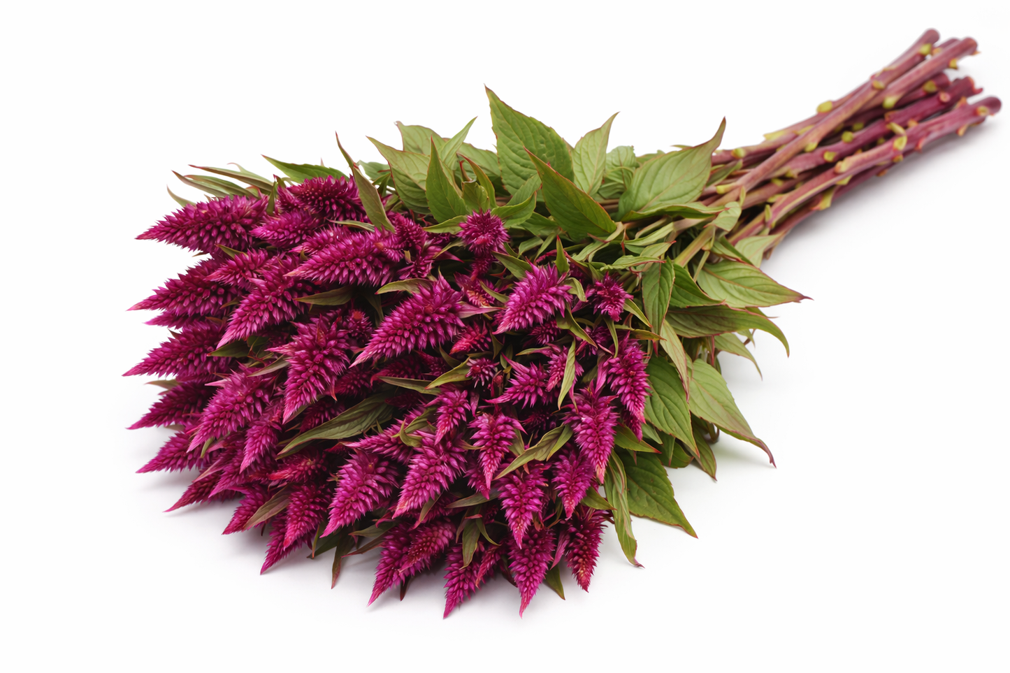 CELOSIA - CELWAY PURPLE