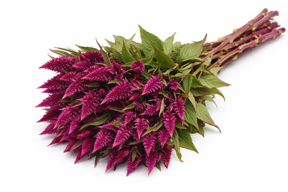 CELOSIA - CELWAY PURPLE