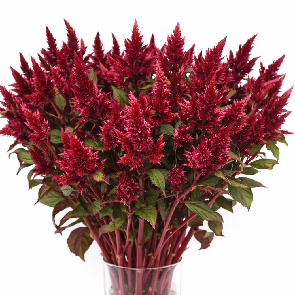 CELOSIA - CELWAY ORANGE