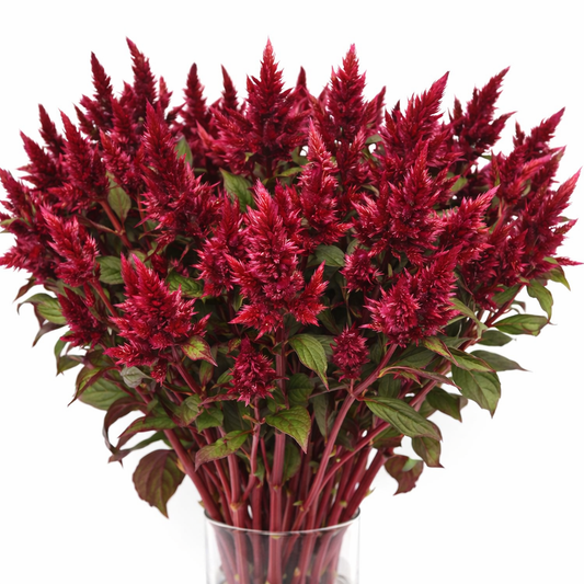 CELOSIA - CELWAY ORANGE