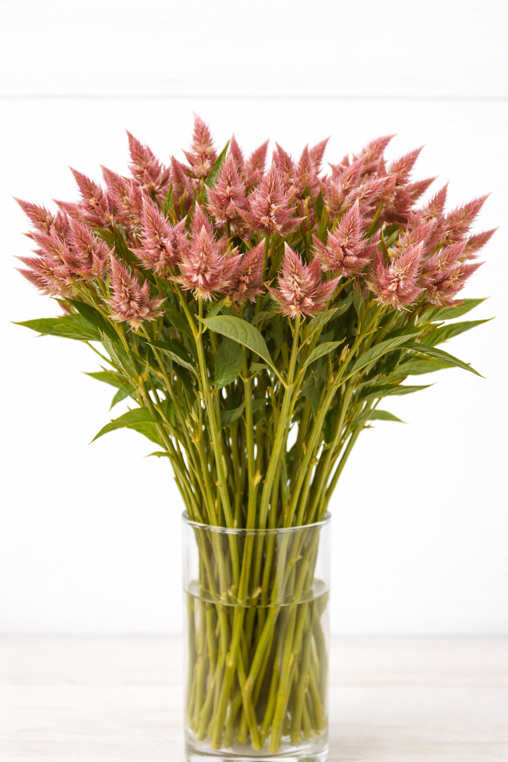 CELOSIA - CELWAY SALMON