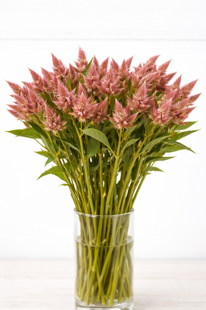 CELOSIA - CELWAY SALMON