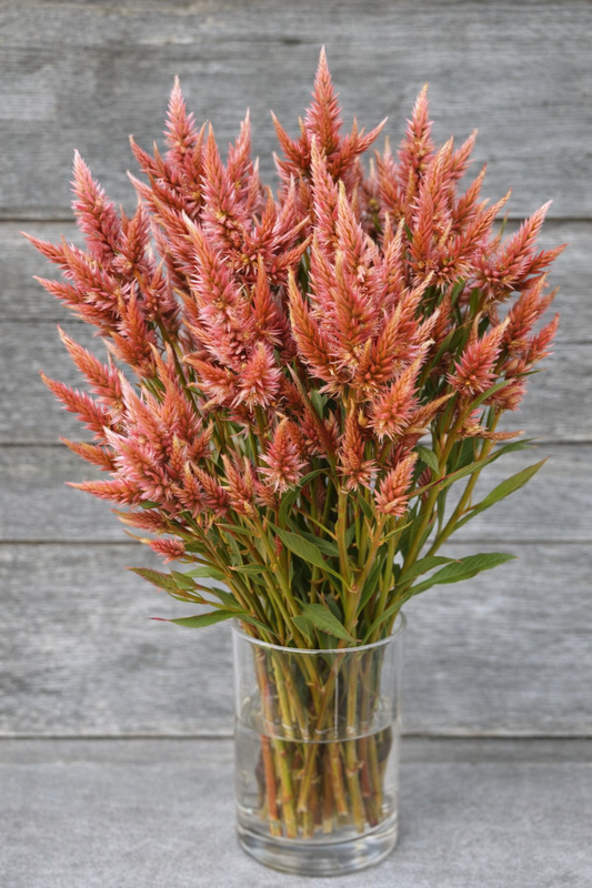CELOSIA - CELWAY SALMON