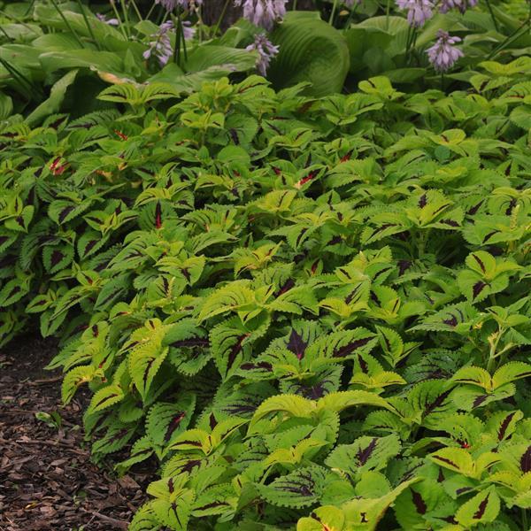 COLEUS