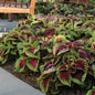 COLEUS