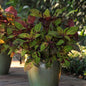 COLEUS