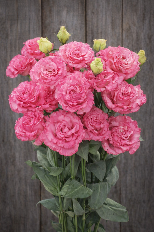 **COMING FALL 2026** : CORELLI  SUGOI 3 -  DEEP PINK