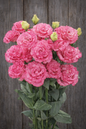 **COMING FALL 2026** : CORELLI  SUGOI 3 -  DEEP PINK