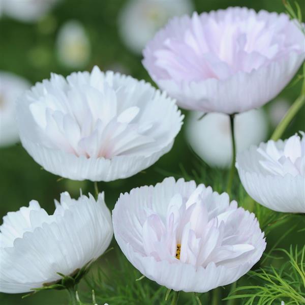 COSMO - CUPCAKES BLUSH