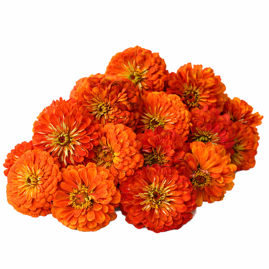 ZINNIA - BENARY ORANGE