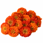 ZINNIA - BENARY ORANGE
