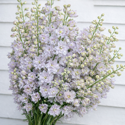 DELPHINIUM - MAGIC FOUNTAIN CHERRY BLOSSOM WHITE BEE