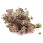 DAUCUS - DARA