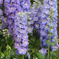 **AVAILABLE SEPT 1 - 2026** : DELPHINIUMM - GUARDIAN LAVENDER