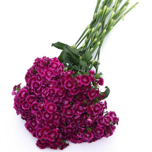 DIANTHUS: SWEET MAGENTA BICOLOR