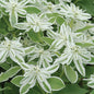 EUPHORBIA - SNOW ON THE MOUNTAIN
