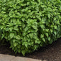 BASIL