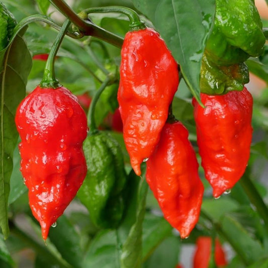 PEPPER - GHOST(NAGA/BHUT JOLOKIA)