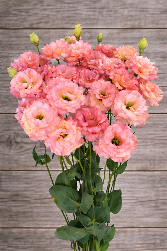 CELEB 2 -  HONEY PINK