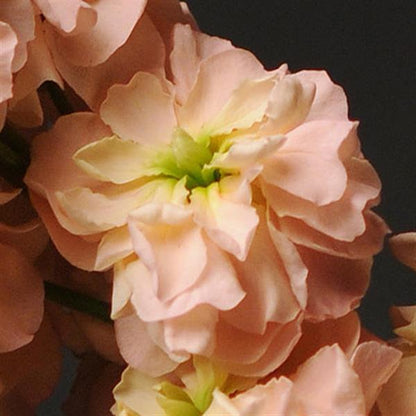 STOCK: KATZ APRICOT
