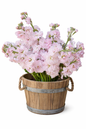 STOCK - KATZ CHERRY BLOSSOM