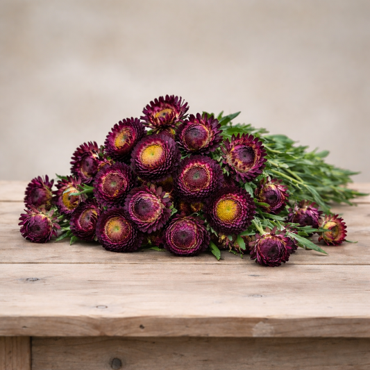 STRAWFLOWER - KING SIZE RED