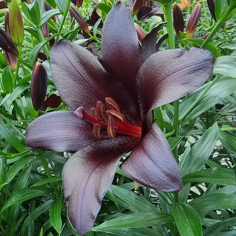 LILY - BLACKSHIP