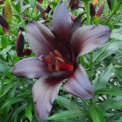 LILY - BLACKSHIP