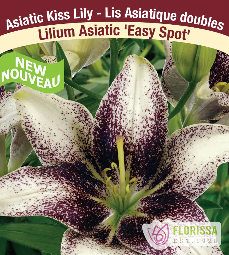 LILY - EASY SPOT