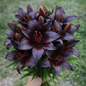 LILY - BLACKSHIP