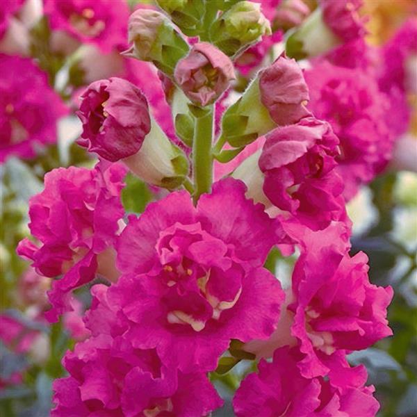 SNAPDRAGONS – Coulee View Flora