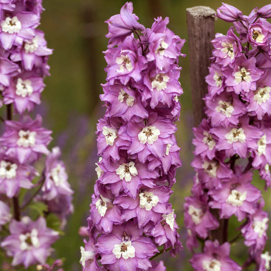DELPHINIUM - MAGIC FOUNTAIN LILAC PINK WHITE BEE