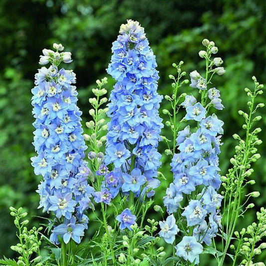 DELPHINIUM- MAGIC FOUNTAINS SKY BLUE WHITE BEE