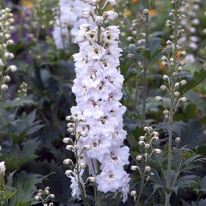**AVAIL JAN,2026**: DELPHINIUM - MAGIC FOUNTAINS PURE WHITE