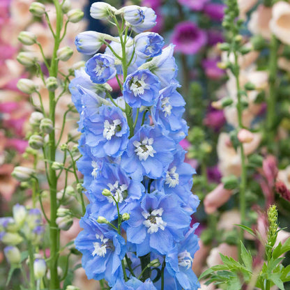 DELPHINIUM- MAGIC FOUNTAINS SKY BLUE WHITE BEE