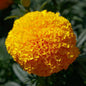 MARIGOLD - COCO GOLD