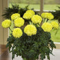 MARIGOLD - NOSENTO LIME GREEN