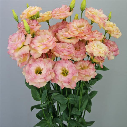 NEW FOR 2025: MEGALO 2 - DEEP ORANGE