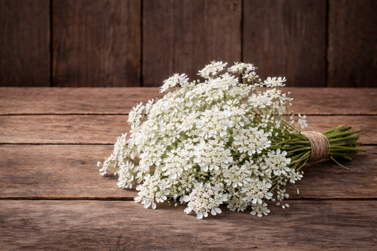 ORLAYA - WHITE FINCH