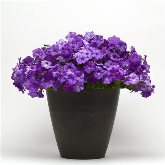PETUNIA: SHOCKWAVE  (COMING WINTER 2025)
