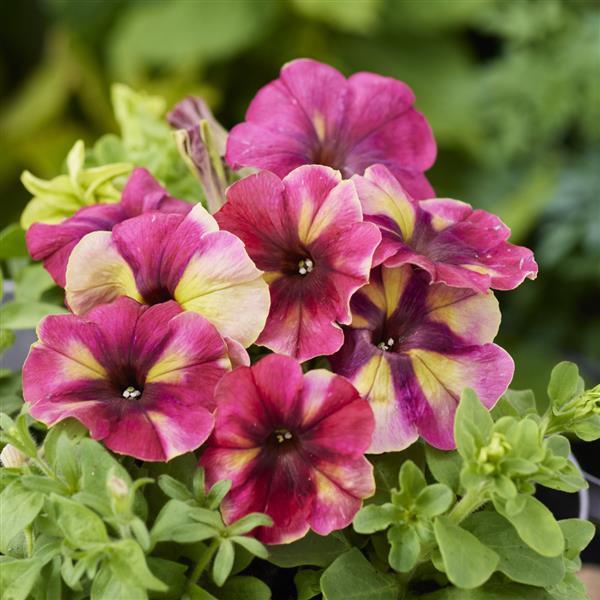 PETUNIA - SHAKE (COMING WINTER 2025)