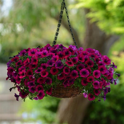 PETUNIA: SHOCKWAVE  (COMING WINTER 2025)