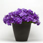 PETUNIA: SHOCKWAVE  (COMING WINTER 2025)