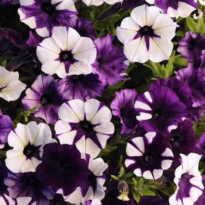PETUNIA: SHOCKWAVE  (COMING WINTER 2025)