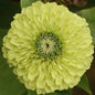 ZINNIA - QUEENY LIME