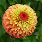 ZINNIA - QUEENY LIME ORANGE