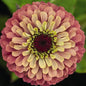 ZINNIA - QUEENY LIME RED